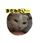 毎日タラちゃん（個別スタンプ：24）