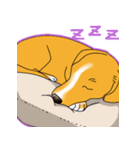 愛犬【陸】＆【りゅう】のスタンプ（個別スタンプ：16）