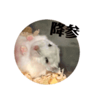 ハムスタースタンプ (おもち)（個別スタンプ：12）