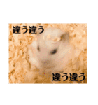 ハムスタースタンプ (おもち)（個別スタンプ：13）