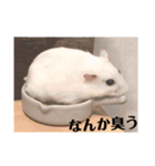 ハムスタースタンプ (おもち)（個別スタンプ：15）