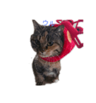 ウル100%（個別スタンプ：1）