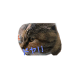 ウル100%（個別スタンプ：8）