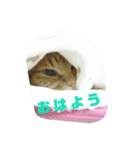 みーたんファミリー 1（個別スタンプ：2）