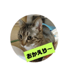 みーたんファミリー 1（個別スタンプ：5）