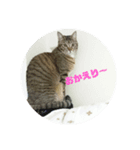 みーたんファミリー 1（個別スタンプ：8）