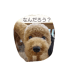 ビビのトイプードル。（個別スタンプ：17）