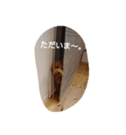 ビビのトイプードル。（個別スタンプ：22）