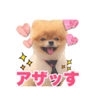 犬はつらいワン☆ポメ☆先輩☆たまのお友達（個別スタンプ：15）