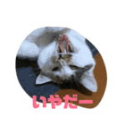 きなこのスタンプ1（個別スタンプ：17）