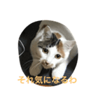 きなこのスタンプ1（個別スタンプ：18）