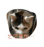 きなこのスタンプ1（個別スタンプ：19）
