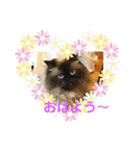 ♡ペルシャ猫のよしこちゃん♡（個別スタンプ：1）