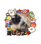♡ペルシャ猫のよしこちゃん♡（個別スタンプ：3）