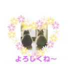 ♡ペルシャ猫のよしこちゃん♡（個別スタンプ：4）