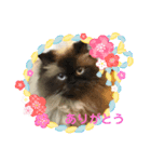♡ペルシャ猫のよしこちゃん♡（個別スタンプ：7）