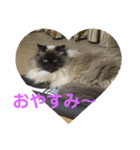 ♡ペルシャ猫のよしこちゃん♡（個別スタンプ：8）