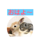 うさぎ写真のスタンプ。挨拶編。（個別スタンプ：1）