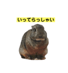 うさぎ写真のスタンプ。挨拶編。（個別スタンプ：4）