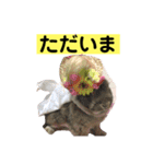 うさぎ写真のスタンプ。挨拶編。（個別スタンプ：5）