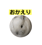 うさぎ写真のスタンプ。挨拶編。（個別スタンプ：6）