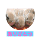 うさぎ写真のスタンプ。挨拶編。（個別スタンプ：7）