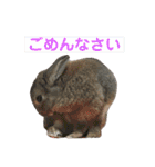 うさぎ写真のスタンプ。挨拶編。（個別スタンプ：8）