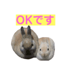 うさぎ写真のスタンプ。挨拶編。（個別スタンプ：11）