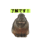 うさぎ写真のスタンプ。挨拶編。（個別スタンプ：13）