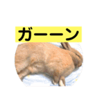 うさぎ写真のスタンプ。挨拶編。（個別スタンプ：14）