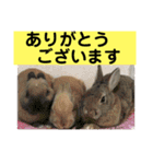 うさぎ写真のスタンプ。挨拶編。（個別スタンプ：16）
