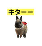 うさぎ写真のスタンプ。挨拶編。（個別スタンプ：17）
