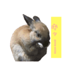 うさぎ写真のスタンプ。挨拶編。（個別スタンプ：18）