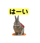 うさぎ写真のスタンプ。挨拶編。（個別スタンプ：19）