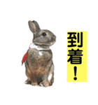 うさぎ写真のスタンプ。挨拶編。（個別スタンプ：20）