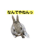 うさぎ写真のスタンプ。挨拶編。（個別スタンプ：21）