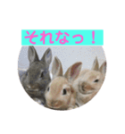 うさぎ写真のスタンプ。挨拶編。（個別スタンプ：22）