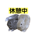 うさぎ写真のスタンプ。挨拶編。（個別スタンプ：23）