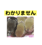 うさぎ写真のスタンプ。挨拶編。（個別スタンプ：24）