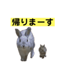 うさぎ写真のスタンプ。挨拶編。（個別スタンプ：27）