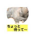 うさぎ写真のスタンプ。挨拶編。（個別スタンプ：29）