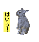 うさぎ写真のスタンプ。挨拶編。（個別スタンプ：30）