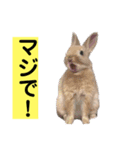 うさぎ写真のスタンプ。挨拶編。（個別スタンプ：31）