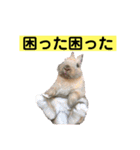 うさぎ写真のスタンプ。挨拶編。（個別スタンプ：32）
