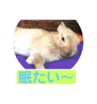 うさぎ写真のスタンプ。挨拶編。（個別スタンプ：33）