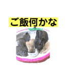 うさぎ写真のスタンプ。挨拶編。（個別スタンプ：34）