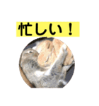 うさぎ写真のスタンプ。挨拶編。（個別スタンプ：35）