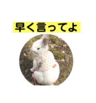 うさぎ写真のスタンプ。挨拶編。（個別スタンプ：36）