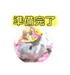 うさぎ写真のスタンプ。挨拶編。（個別スタンプ：37）