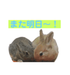 うさぎ写真のスタンプ。挨拶編。（個別スタンプ：38）